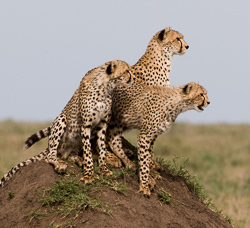 Cheetahs on mound